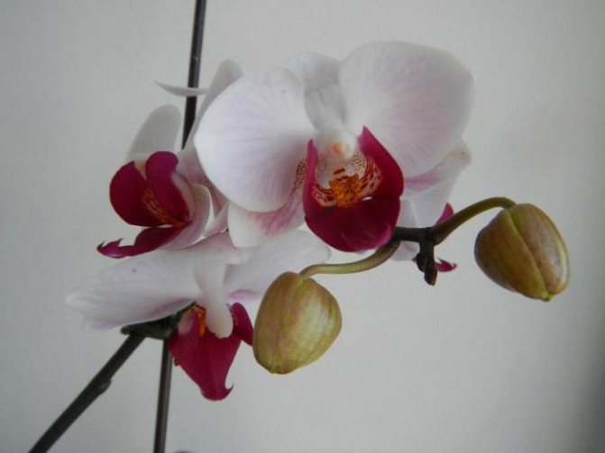Мини цвете орхидея