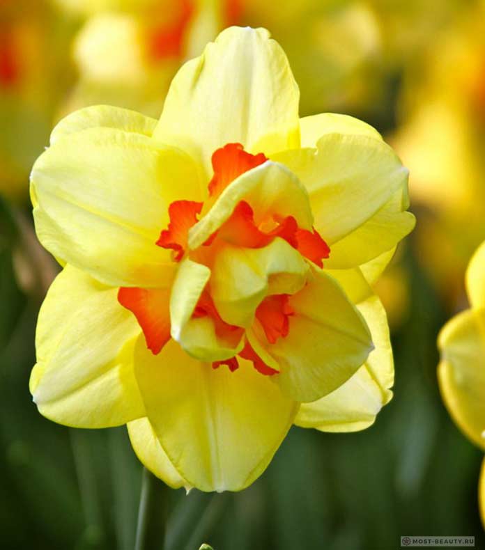 Narcis květina
