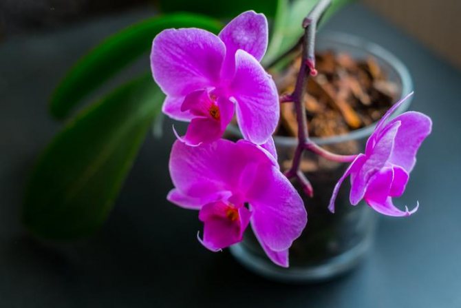 Orkidéblomma