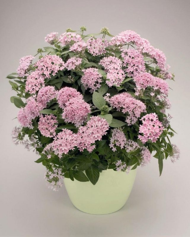 Flower pentas: planting, care, cultivation and reproduction, photo