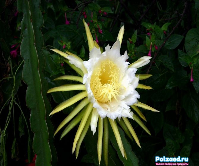 Pitahaya blomma