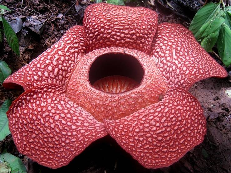 Rafflesia Arnold flower