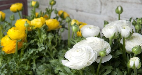 flower ranunculus planting and care photo
