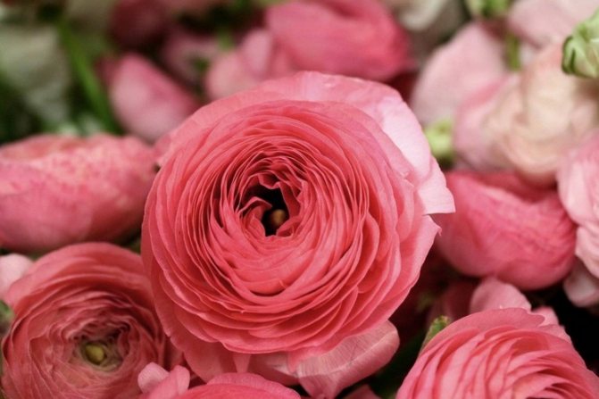 Ranunculus flower: planting and care, photo
