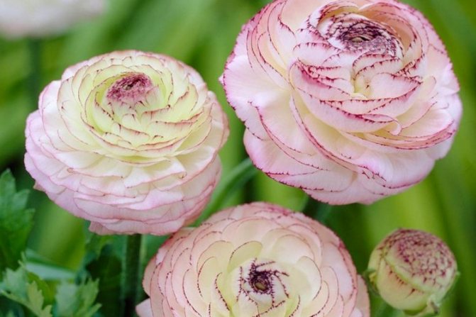 Ranunculus květina: výsadba a péče