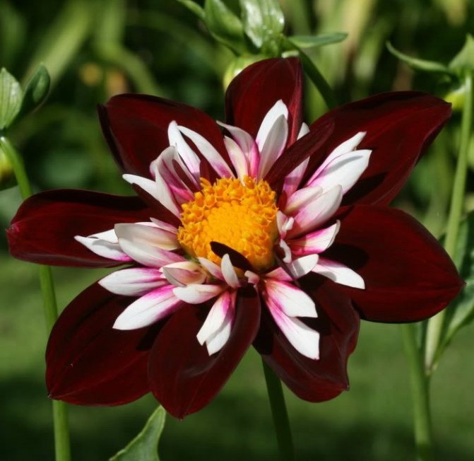 blomma med dubbla kronblad