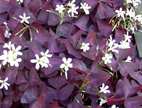 květ s fialovými listy
