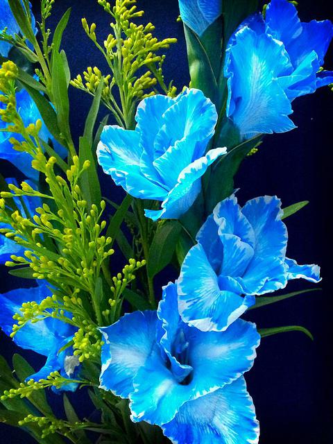 زهرة مع الزهور الزرقاء