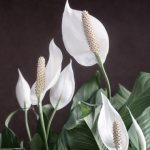 Fleur de Spathiphyllum - propriétés mystiques