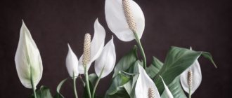 פרח ספאת'פילום - תכונות מיסטיות