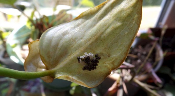 Floarea Spathiphyllum - dăunători