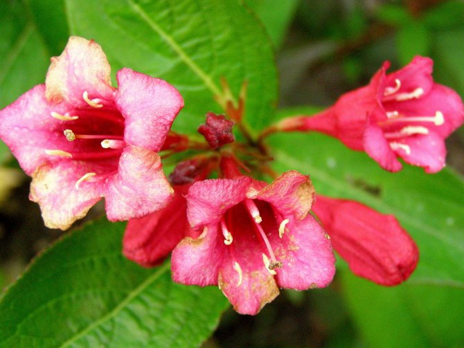Floarea Weigela: descriere și 20 de fotografii