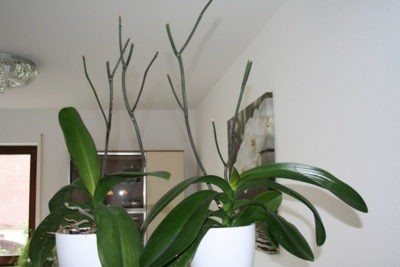 Orchid peduncle - hur man får den att släppas och hur den ser ut