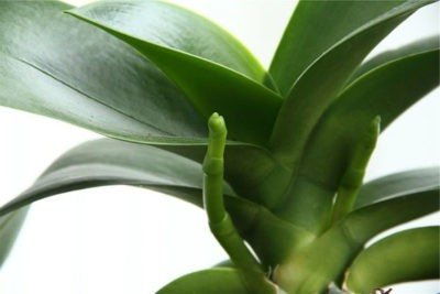 Orchid peduncle - how to make it release and how it appears