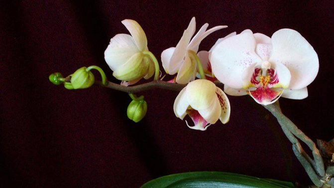 tangkay ng orchid na bulaklak