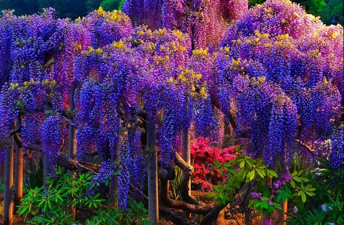 Blooming wisteria: 15 tips for care and cultivation, photo