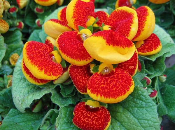Blooming calceolaria