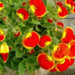 Blooming calceolaria