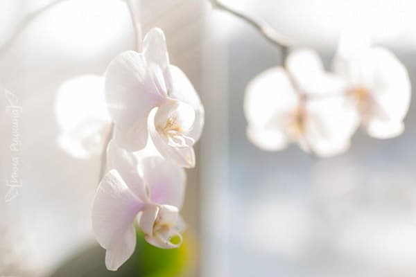 Kvetoucí orchidej na slunci