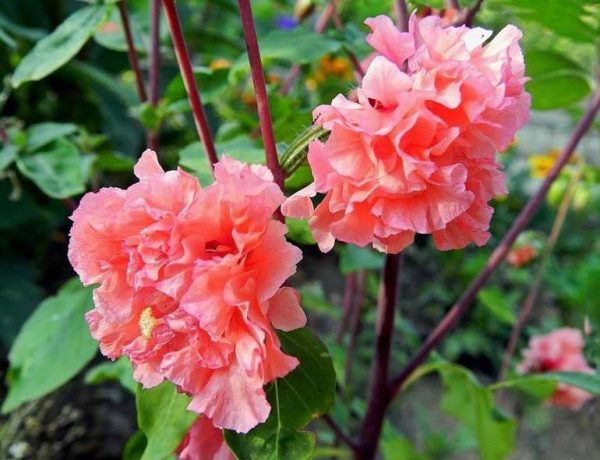 Blommande rosa clarkia