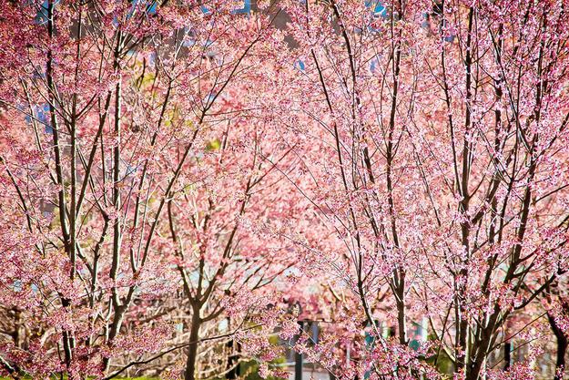 pokok bunga sakura