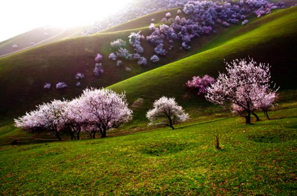 Blooming apricots on the slopes