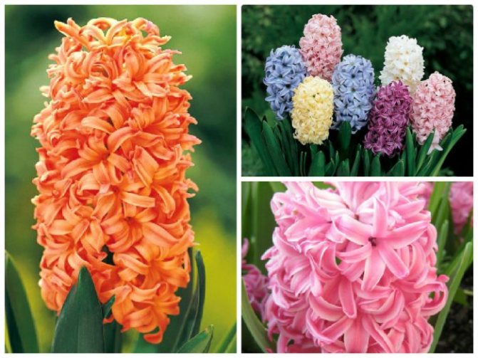 blooming hyacinths of different shades
