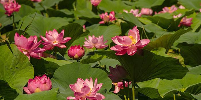 Blühende Lotusblumen
