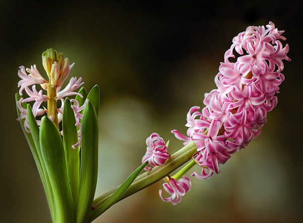 kvetoucí hyacint