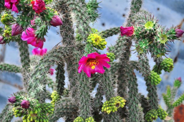 Namumulaklak na cactus