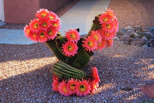 blommande kaktus