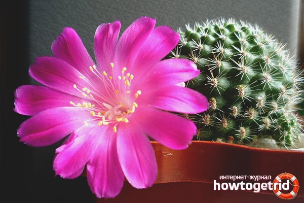 Cactus înflorit