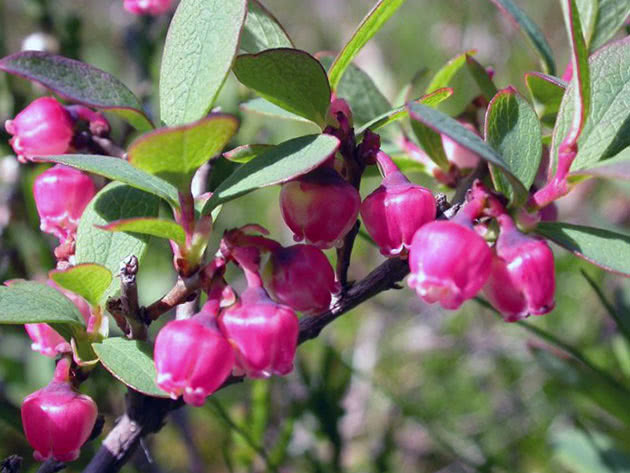 Belukar berbunga blueberry taman