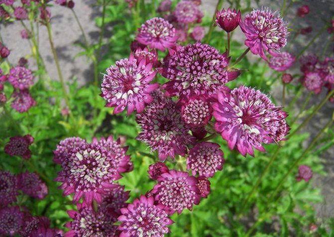 Astrantia flowers carniola planting and care