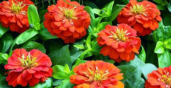 flowers zinnia photo planting and care