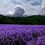 blommor violett - vit