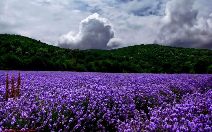flowers violet - white