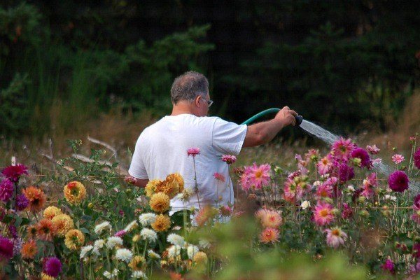 Plantarea și îngrijirea florilor Dahlia