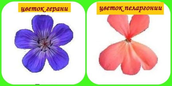 florile de mușcat și pelargoniu