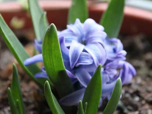 Mga bulaklak na hyacinth