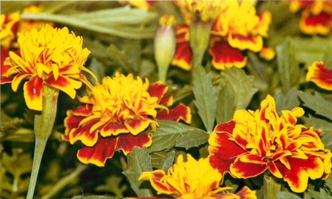 Bunga dan tempat tidur bunga: Bunga marigold: sifat perubatan dan penggunaannya dalam perubatan rakyat