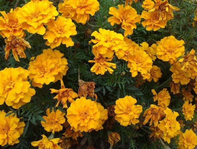 Bunga dan tempat tidur bunga: Bunga marigold: sifat perubatan dan penggunaannya dalam perubatan rakyat