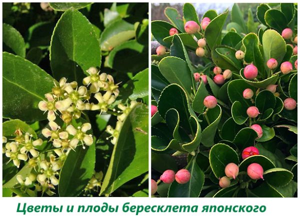 Flowers and fruits of Japanese spindle tree