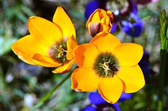 blommor ixia