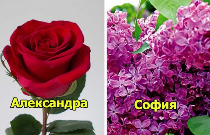 name flowers