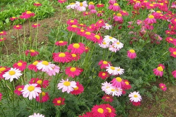 Flori din care sunt fabricate matrici - un remediu popular eficient pentru gândaci