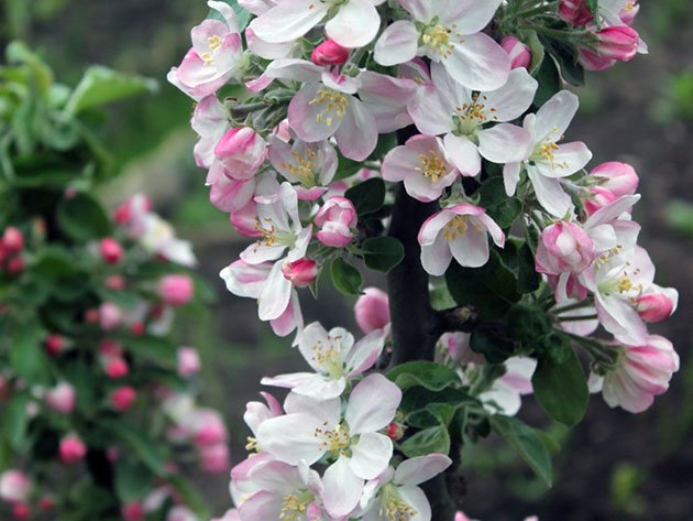 Columnar apple blommor