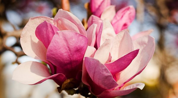 Flori de magnolie