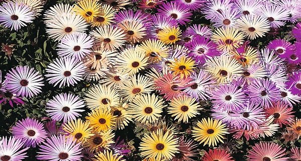 květiny odrůdy mesembriantemum s fotografií