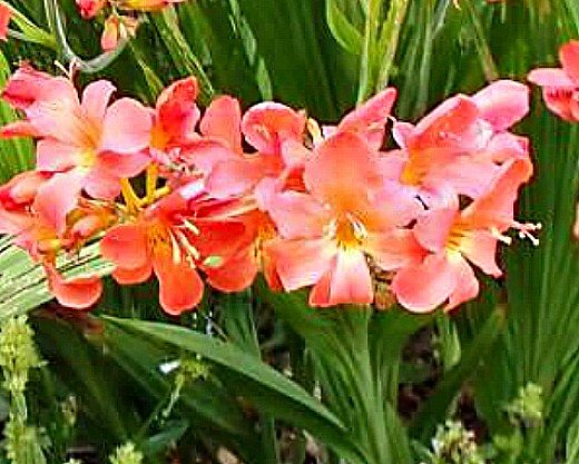 bunga montbrecia, penanaman - merah jambu